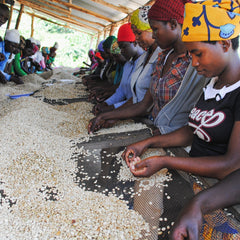 Caffeinating Change: Celebrating the Women Who Shape the Coffee Industry
