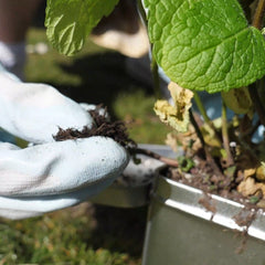 5 ways to re-use coffee grounds & tea bags