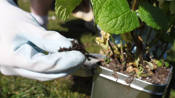 5 ways to re-use coffee grounds & tea bags