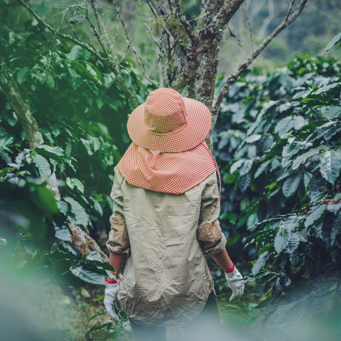 Blue Mountain Coffee