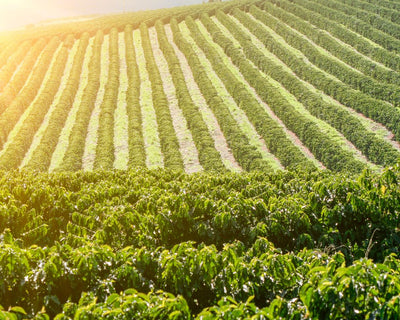 Colombian - Wholesale Coffee