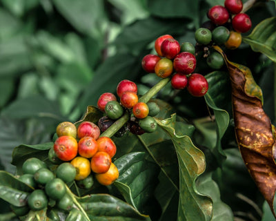 Swiss Water Decaf - Wholesale Coffee