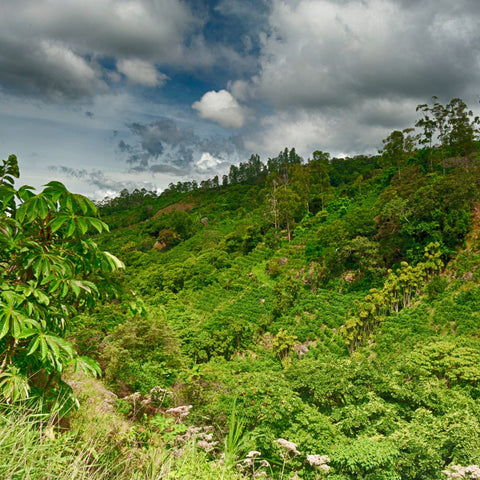 Stokes Heritage Blend - Wholesale Coffee