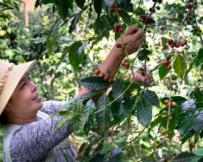 Flirt - Wholesale Coffee