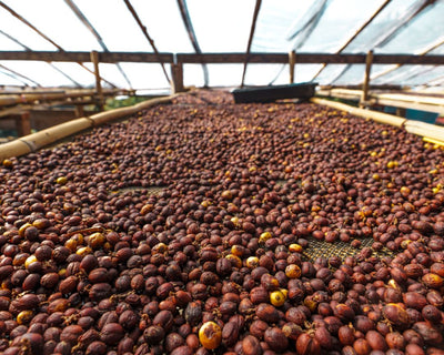 High Mountain - Wholesale Coffee