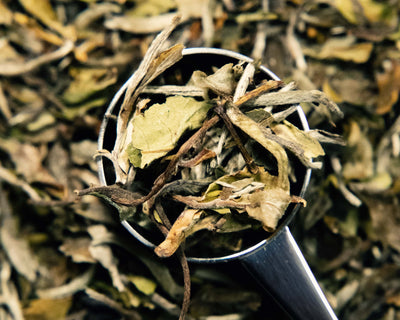 Pai Mu Tan - Wholesale Tea