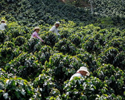 Full Of Beans - Wholesale Coffee