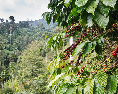 Stokes Samba Blend - Wholesale coffee