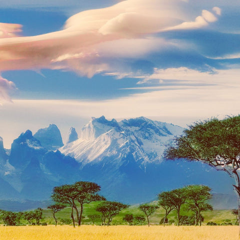 Rongo AB - Wholesale Coffee