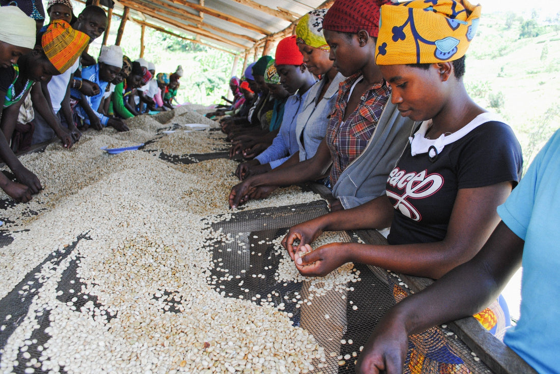 a group of women engaged in sorting coffee beans