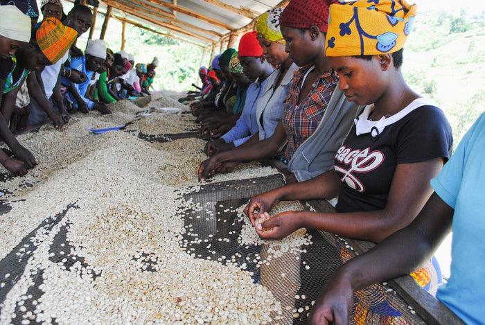 Caffeinating Change: Celebrating the Women Who Shape the Coffee Industry