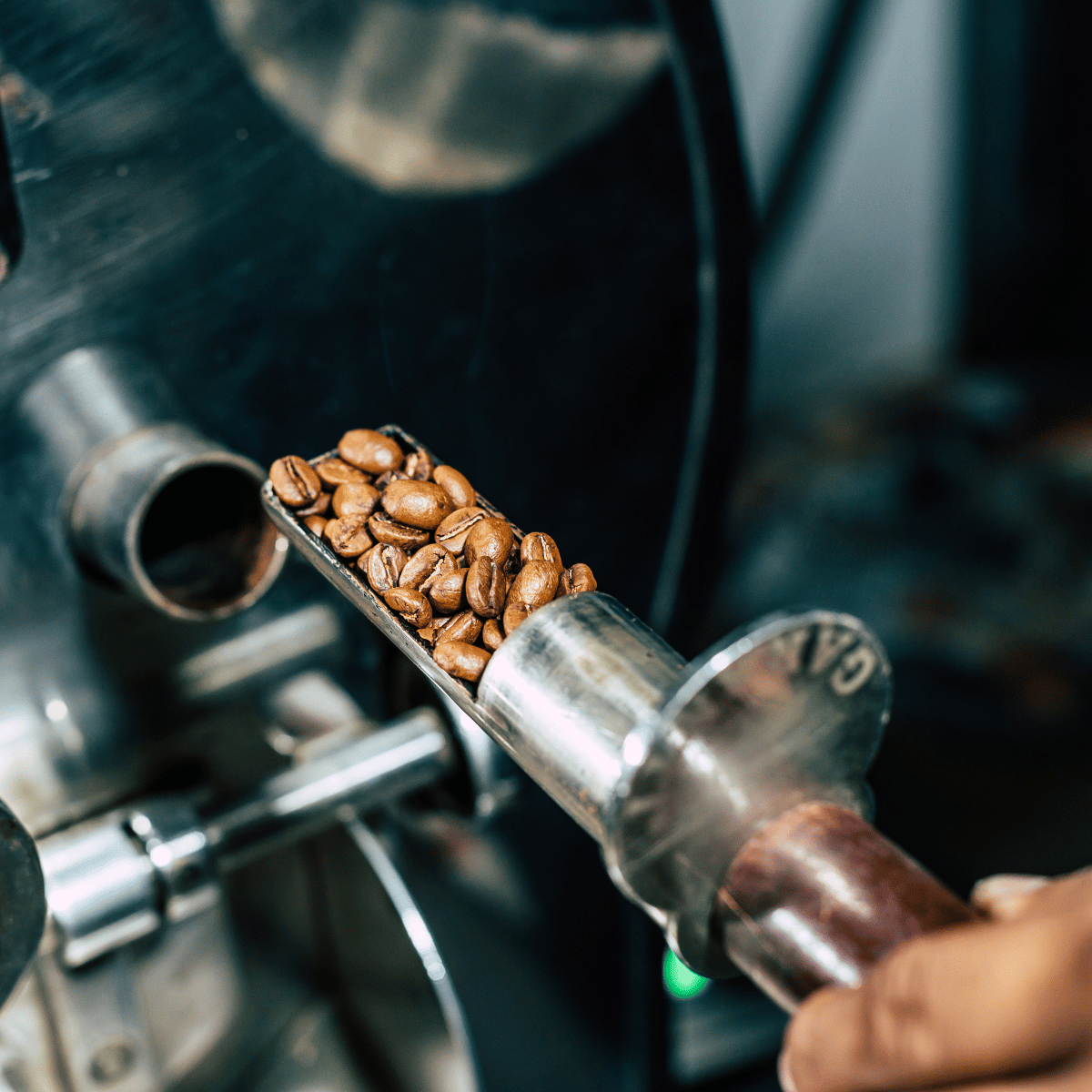 Coffer beans being tested