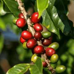 How Do Coffee Beans Grow?