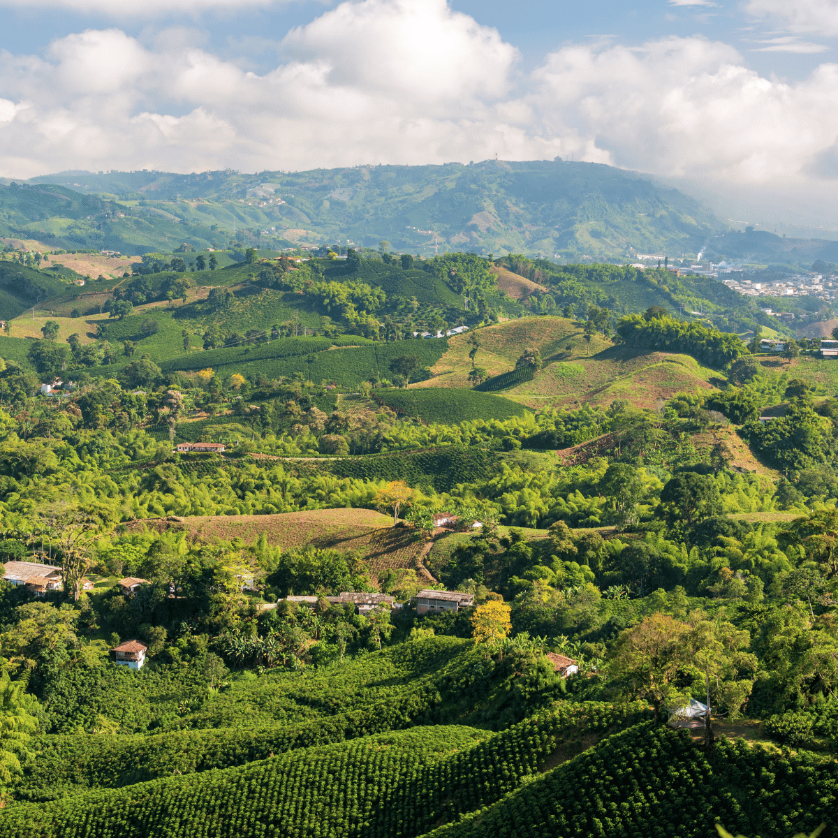 Landscape image of coffee farms and rolling hills