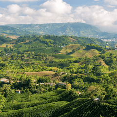 Where Does Coffee Come From?