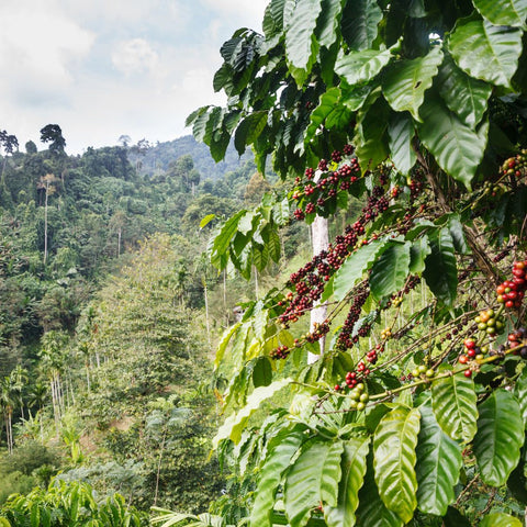 An Introduction to Coffee