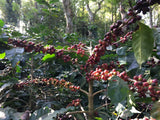 Coffee Cherries on a tree before harvesting