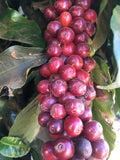 Coffee Cherries before harvesting